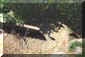 forestefoto30small.jpg (5062 byte)